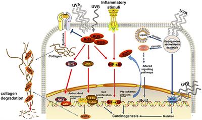 Natural Antioxidants: Multiple Mechanisms to Protect Skin From Solar Radiation